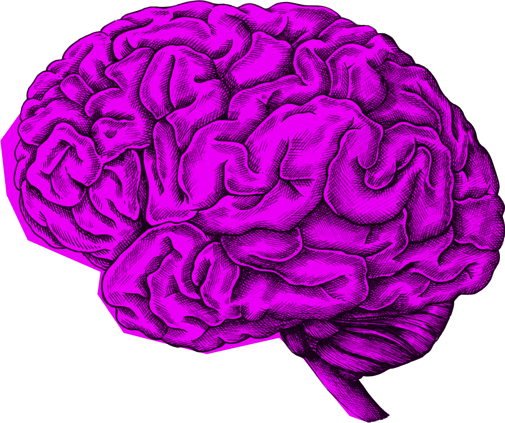 Brain illustration