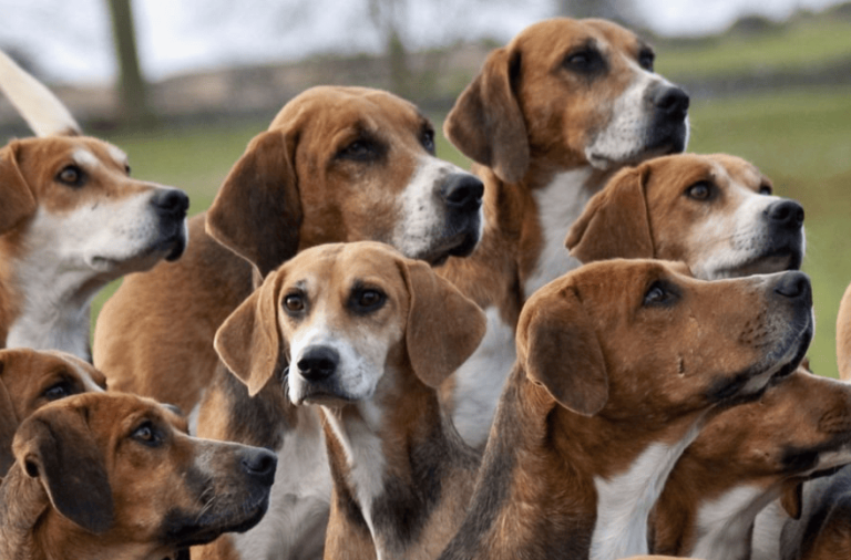 group of hunting dogs all looking in the different directions