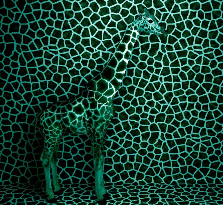 giraffe standing against a patterned background that closely matches its coat, creating a camouflage effect