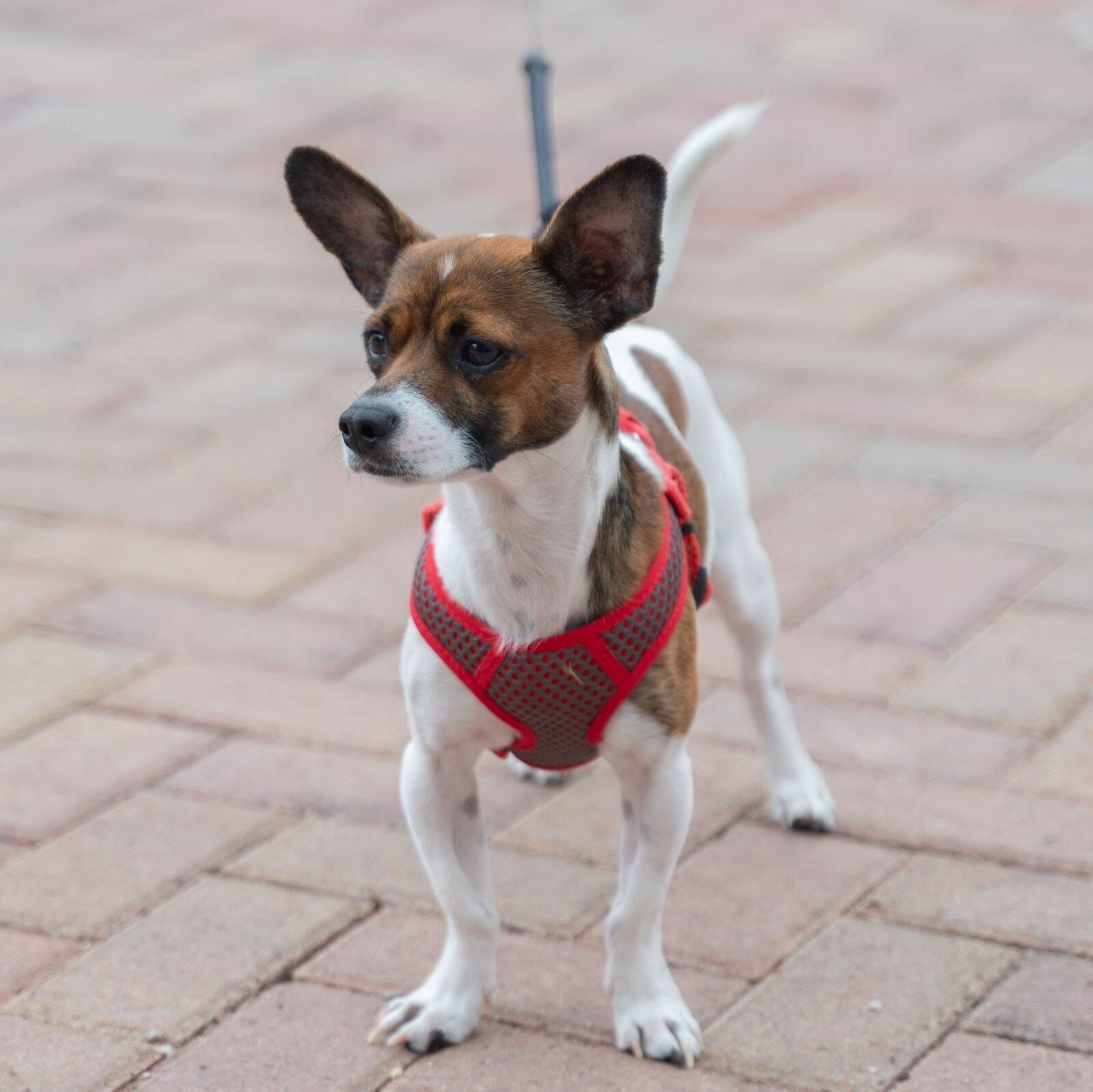 The Chief Canine Officer, Skipper.