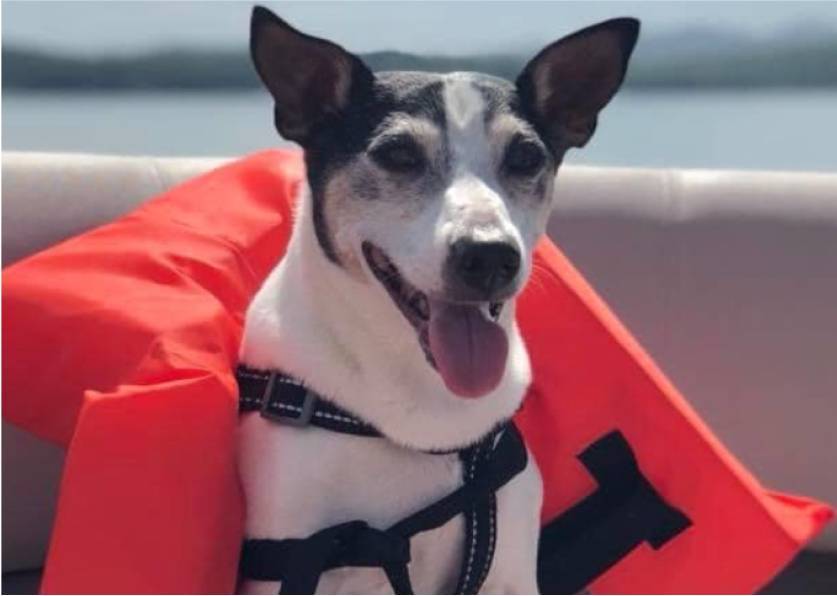 Super Cooper wearing a life jacket on a boat