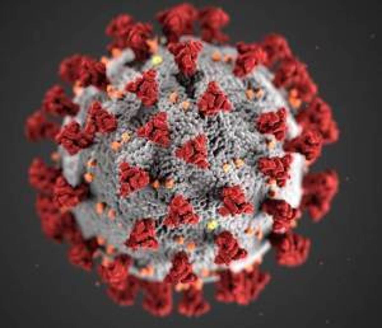 microscopic image of the coronavirus covid-19