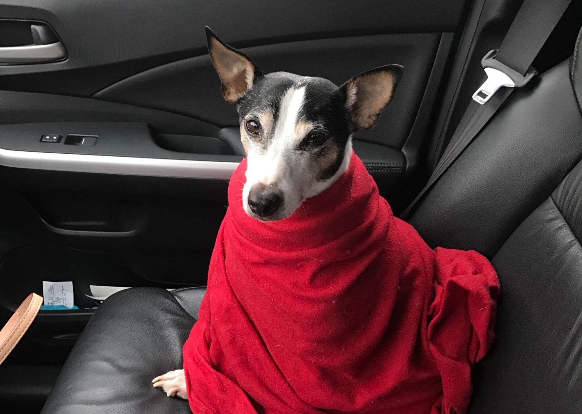 Super Cooper in a car wearing a blanket